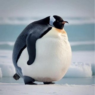 Noam profile picture