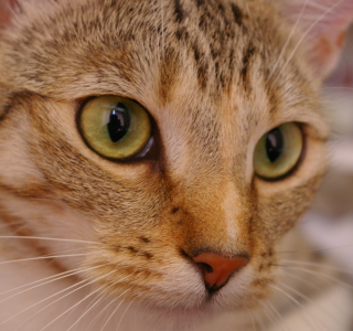 Mihai profile picture