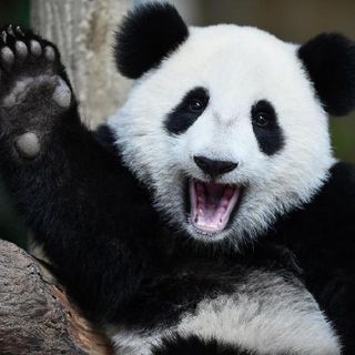 Dalton Hildreth profile picture