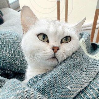 Leo Shimonaka profile picture